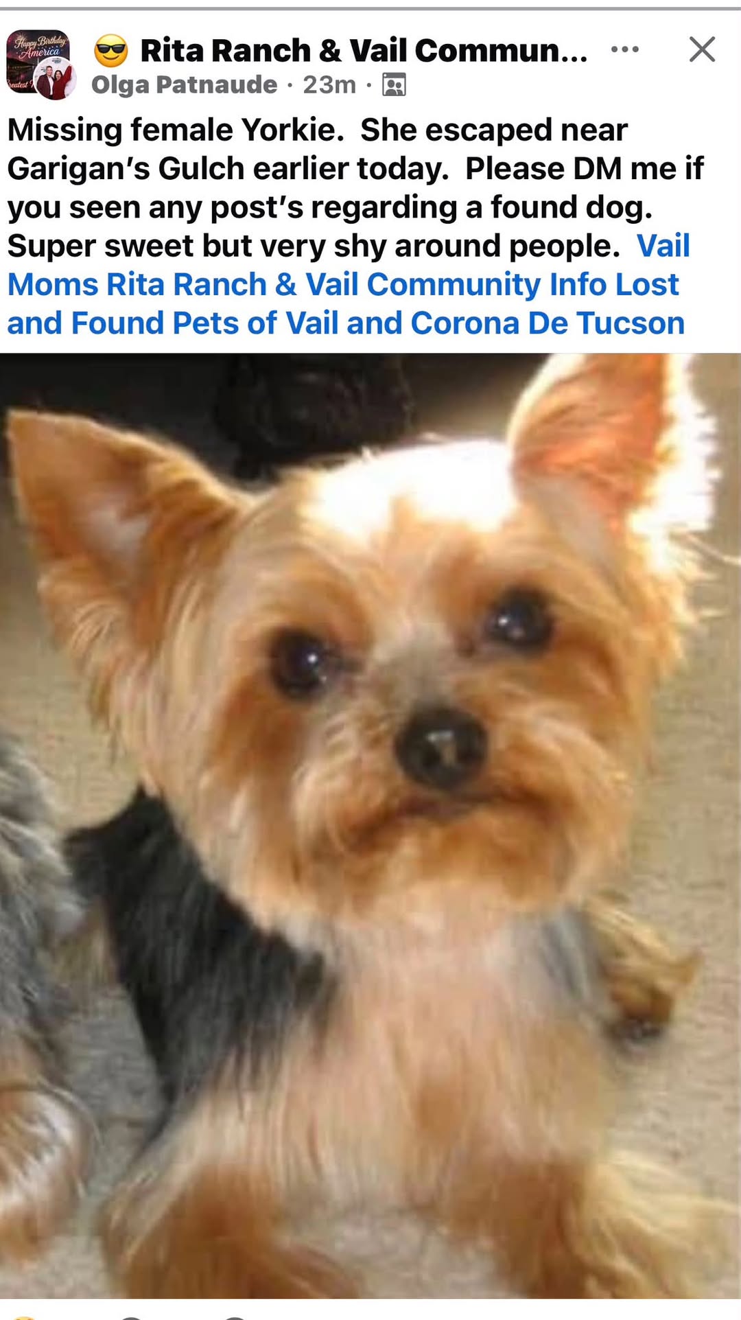 Lost Dog in Vail