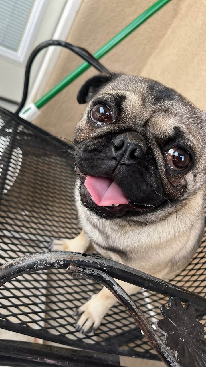 Lost dog