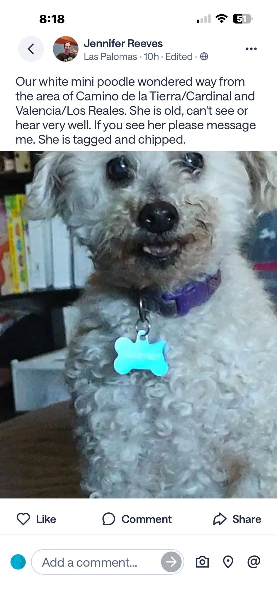 Lost Dog in Tucson