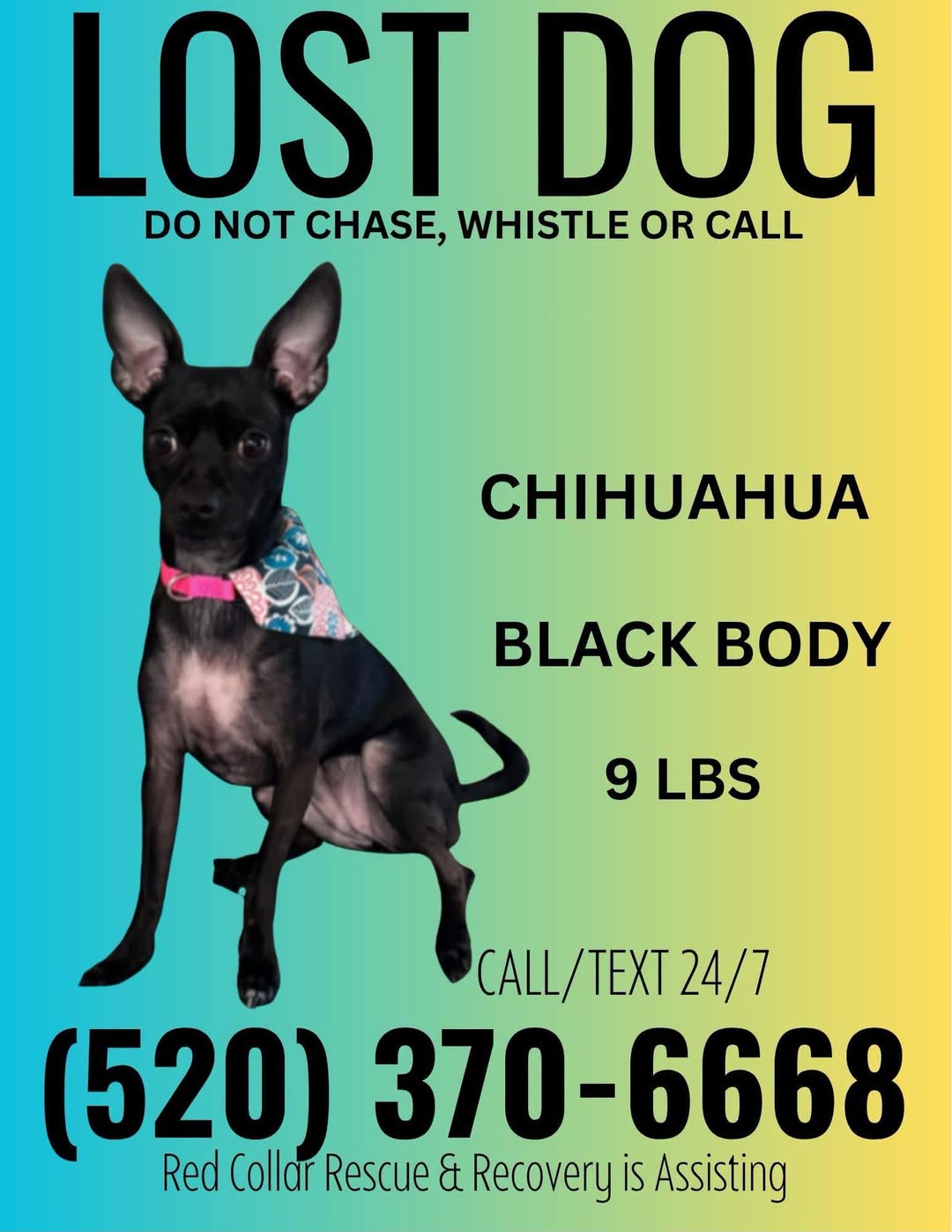 Lost dog