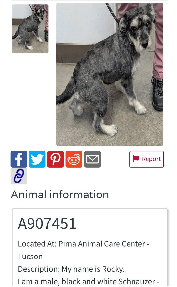 Found dog