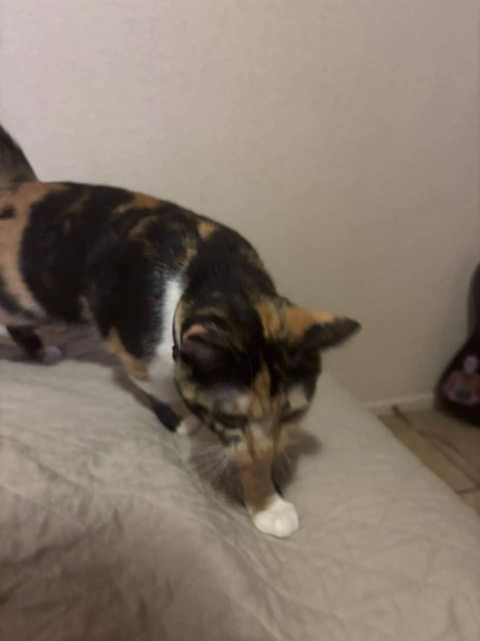 Lost cat