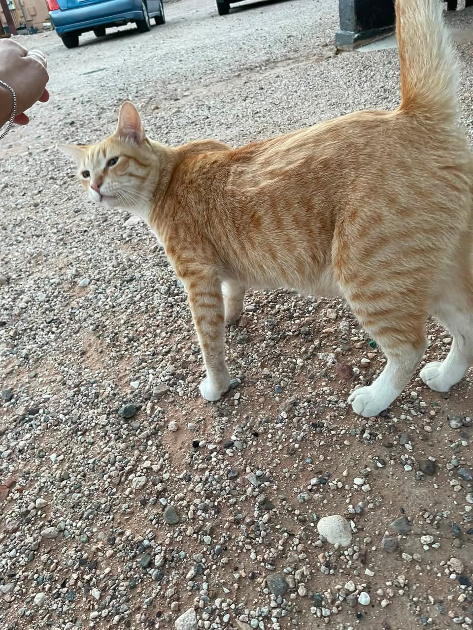 Found cat