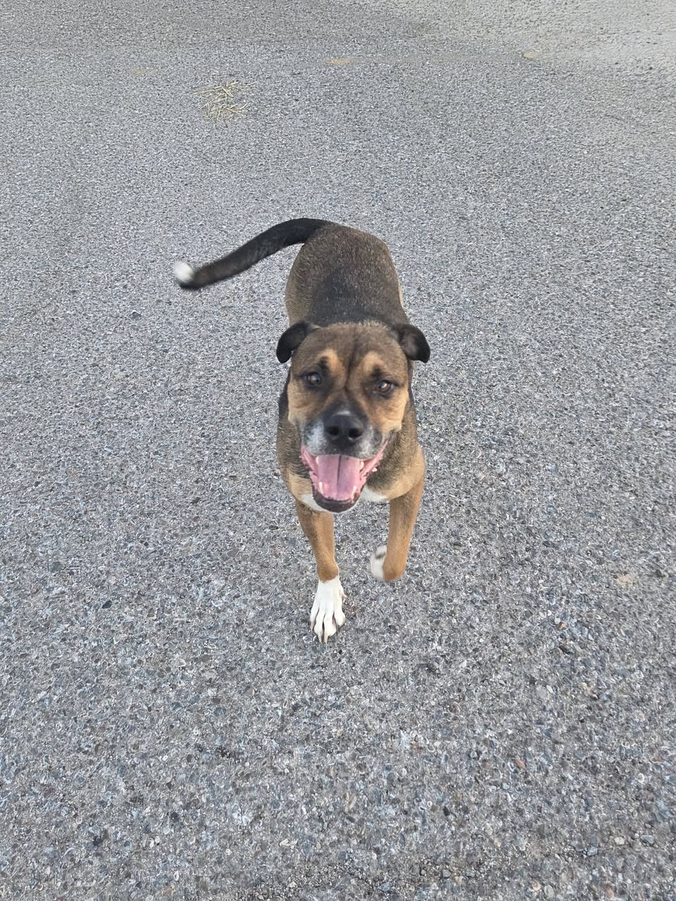 Found Dog in Tucson