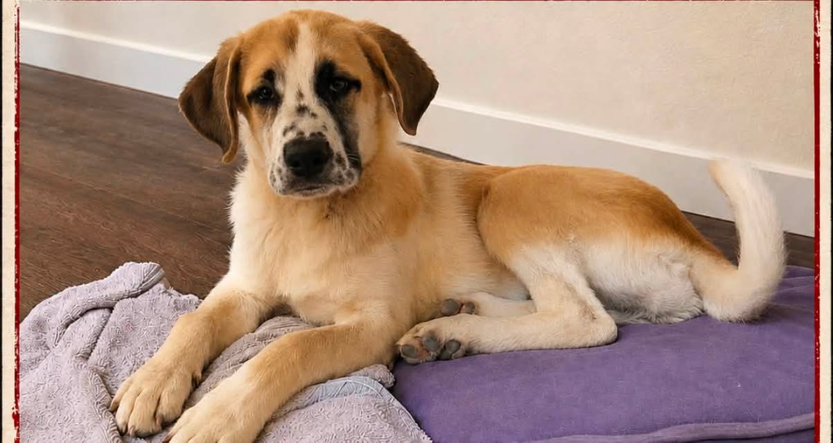 Found Dog in Tucson