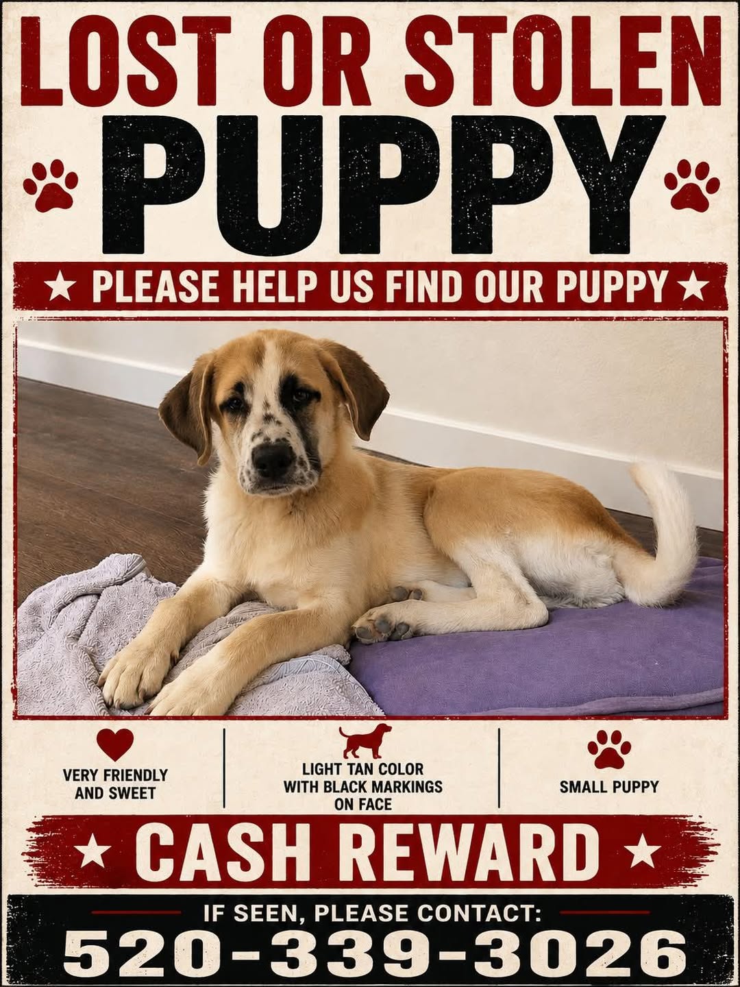 Lost Dog in Tucson Estates