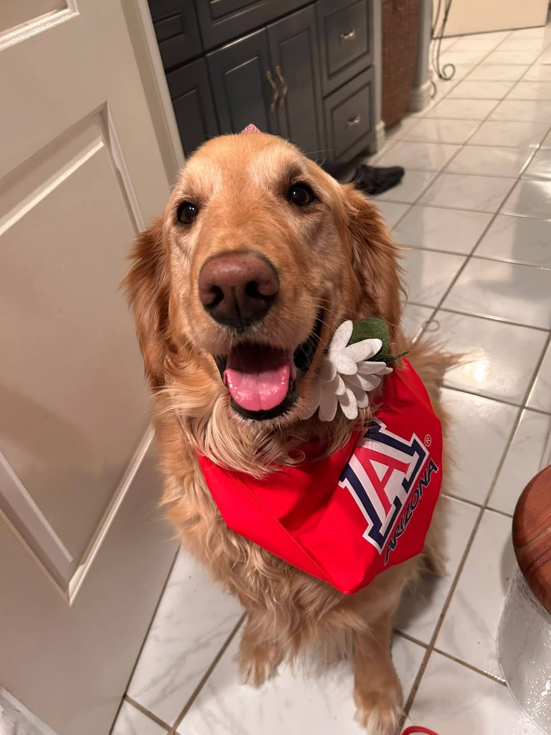 Lost Dog in Tucson
