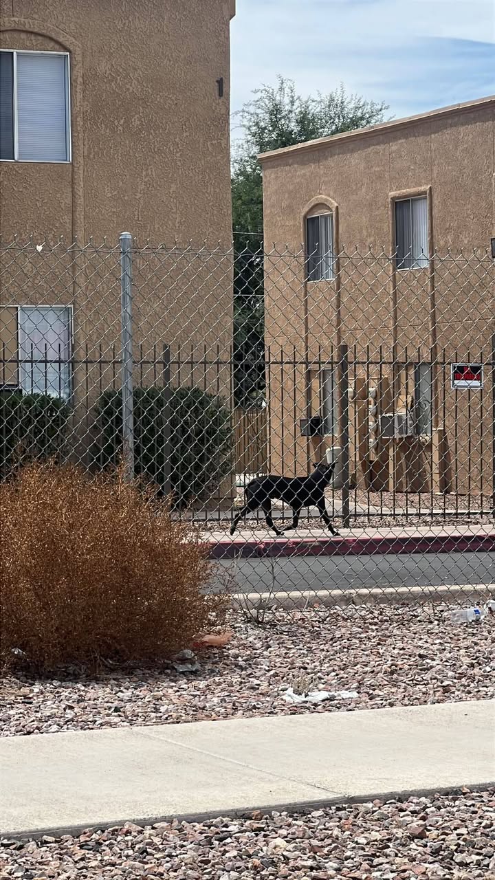 Found Dog in Tucson