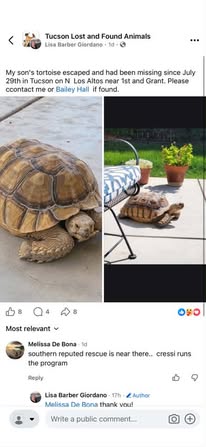 Found tortoise
