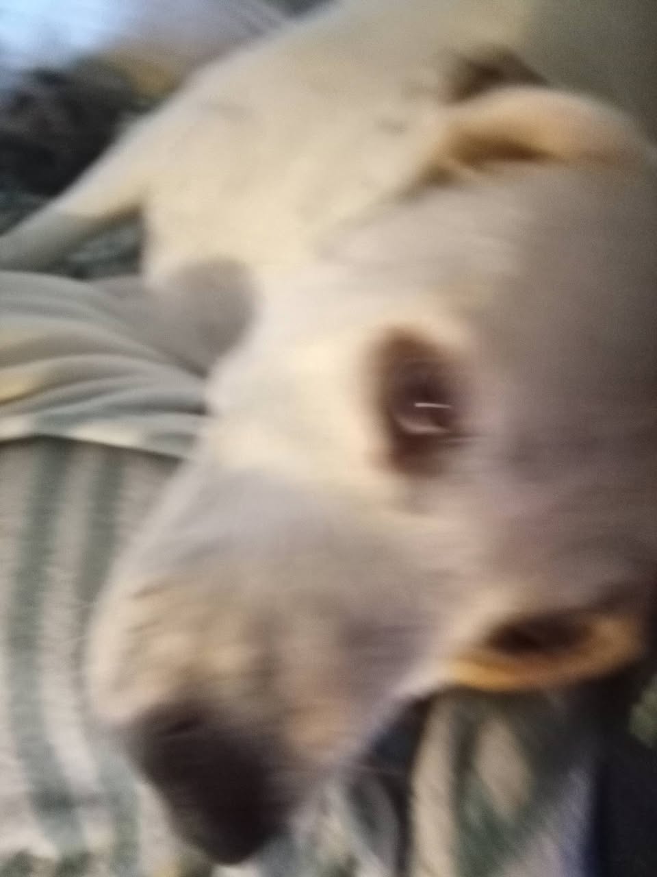 Lost Dog in Valencia And Don Arturo