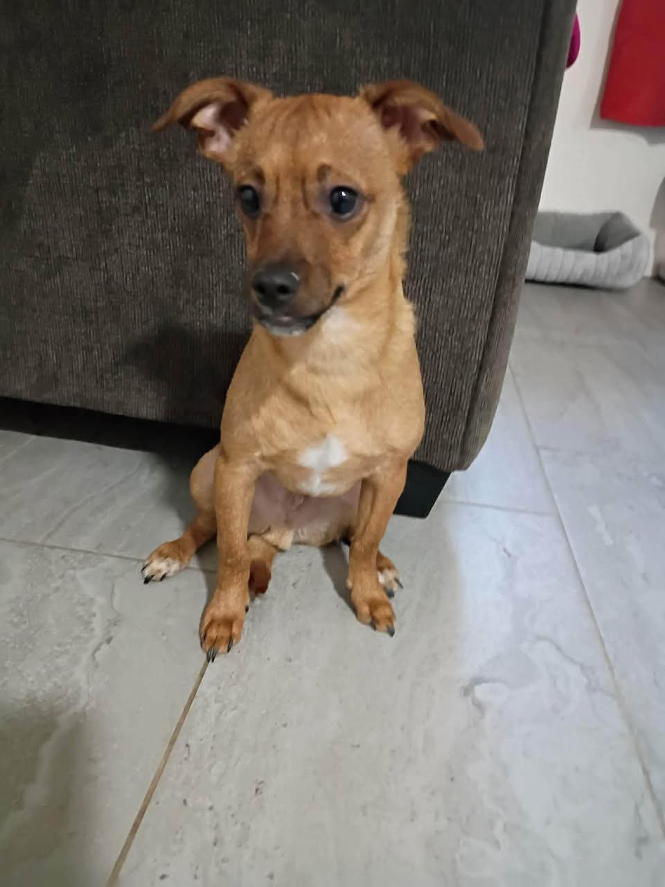 Found Dog in Tucson