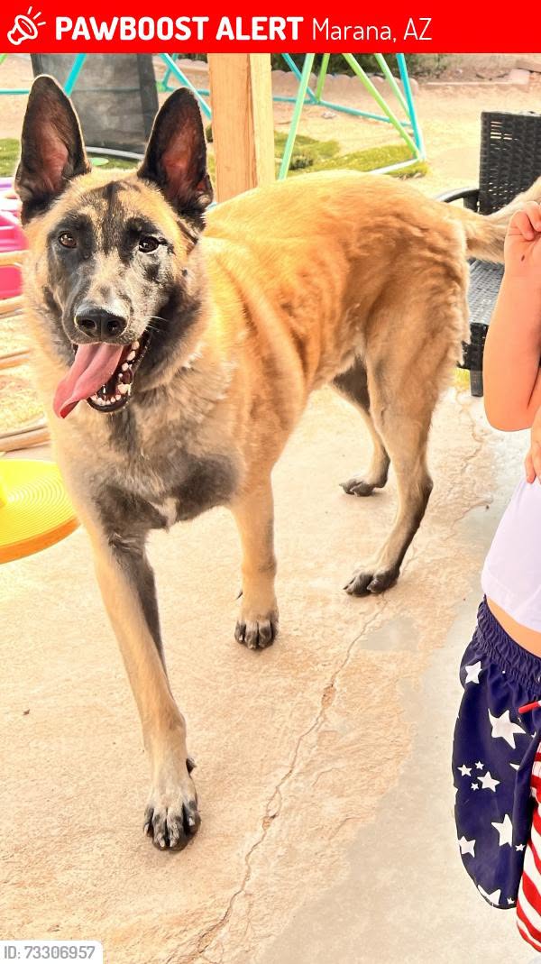 Lost Dog in Marana