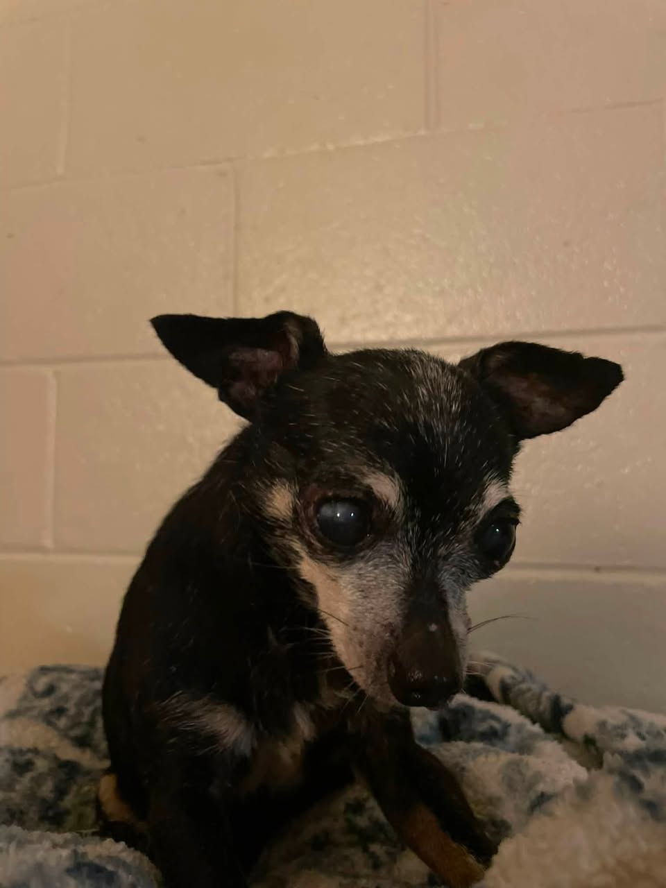 Lost Dog in Tucson