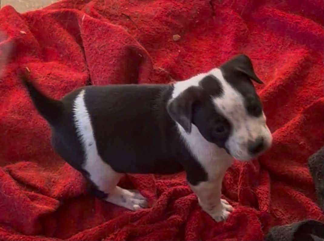 Lost Dog in Tucson