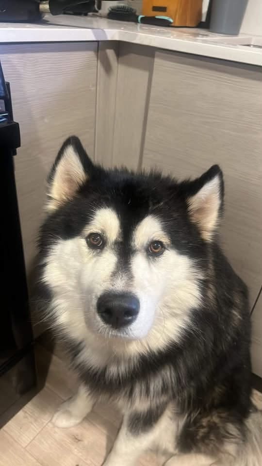 Lost Dog in Tucson