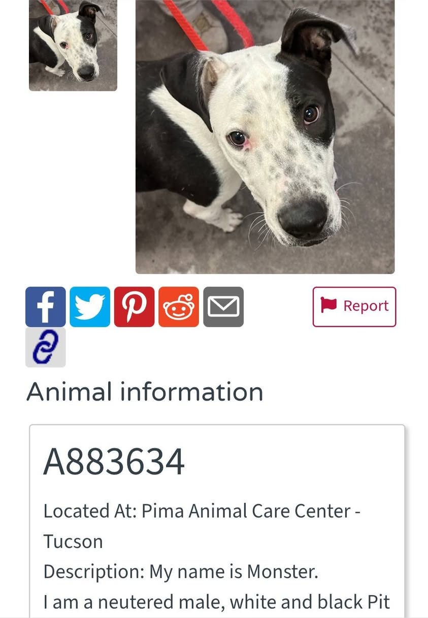 Found dog