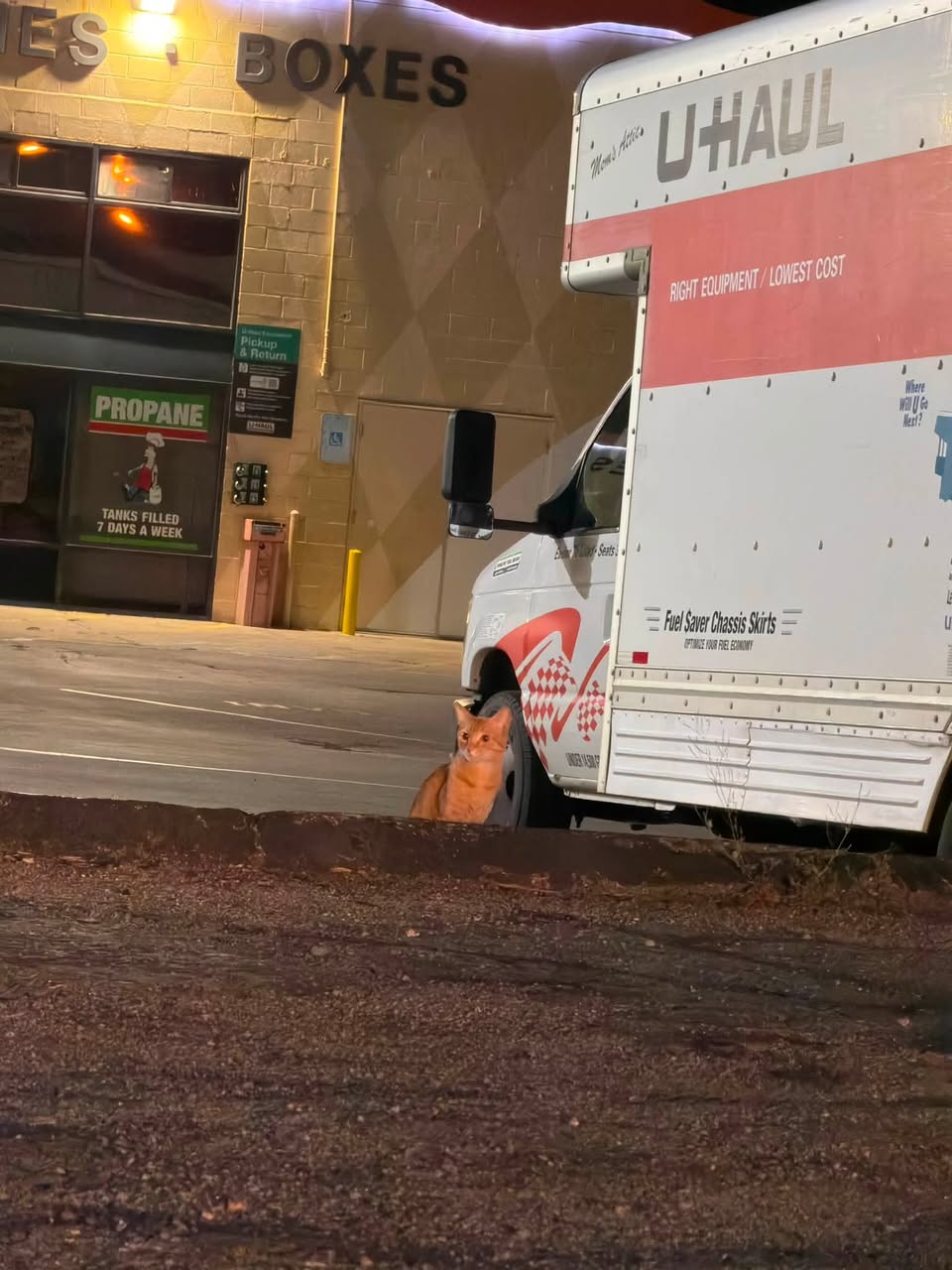 Found cat