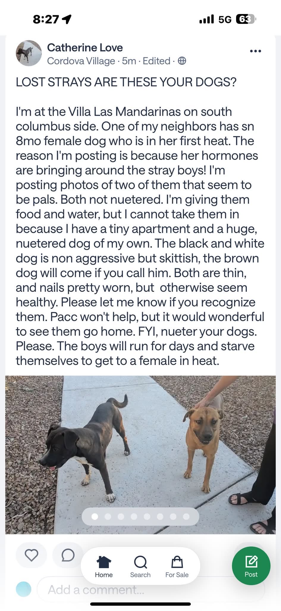Found dog