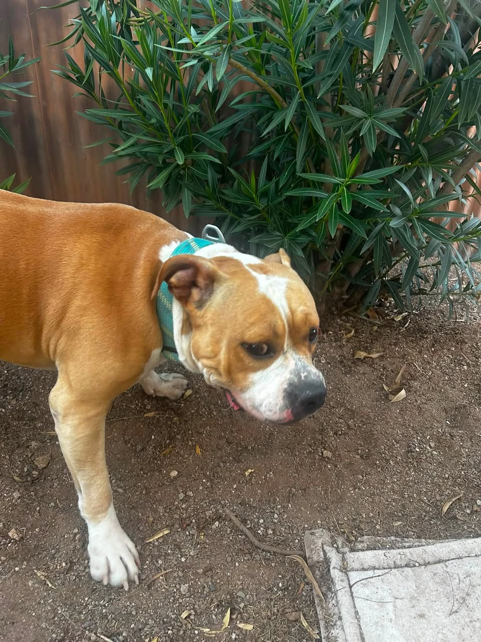 Found Dog in Alvernon & Speedway