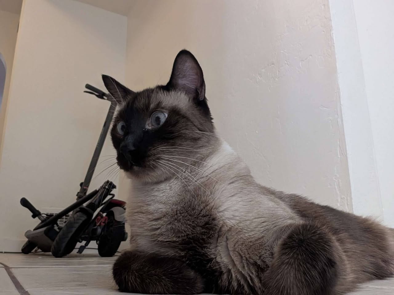 Lost Cat in Columbus And Speedway