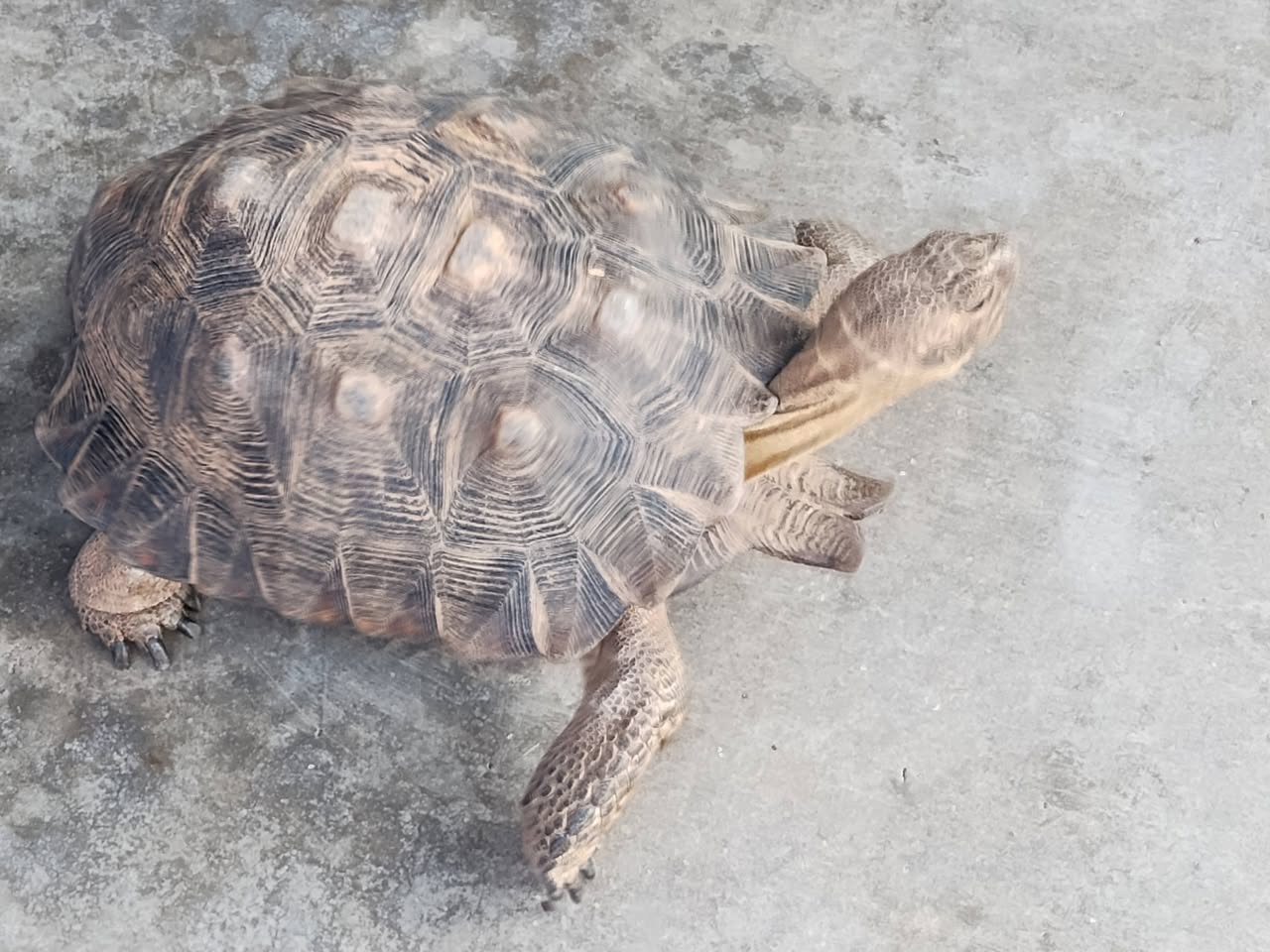 Lost Tortoise in Tucson