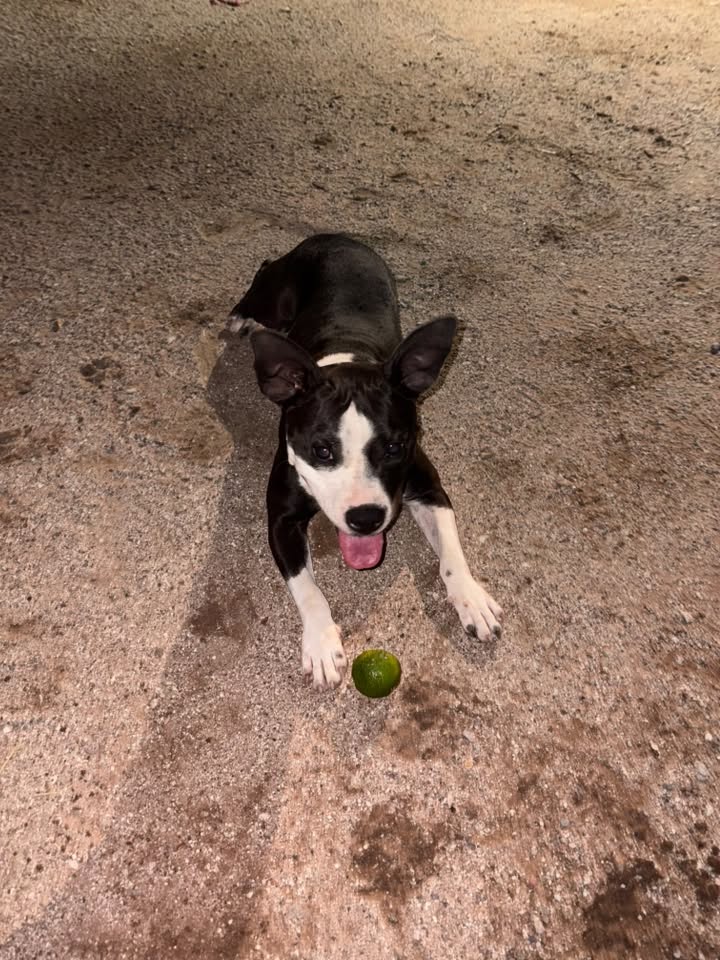 Found dog