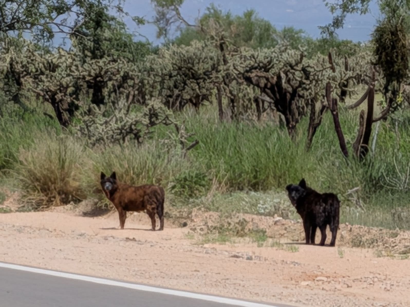 Found Dog in Tucson