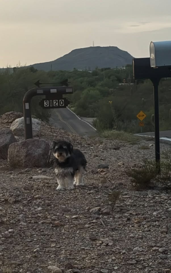Found Dog in Tucson