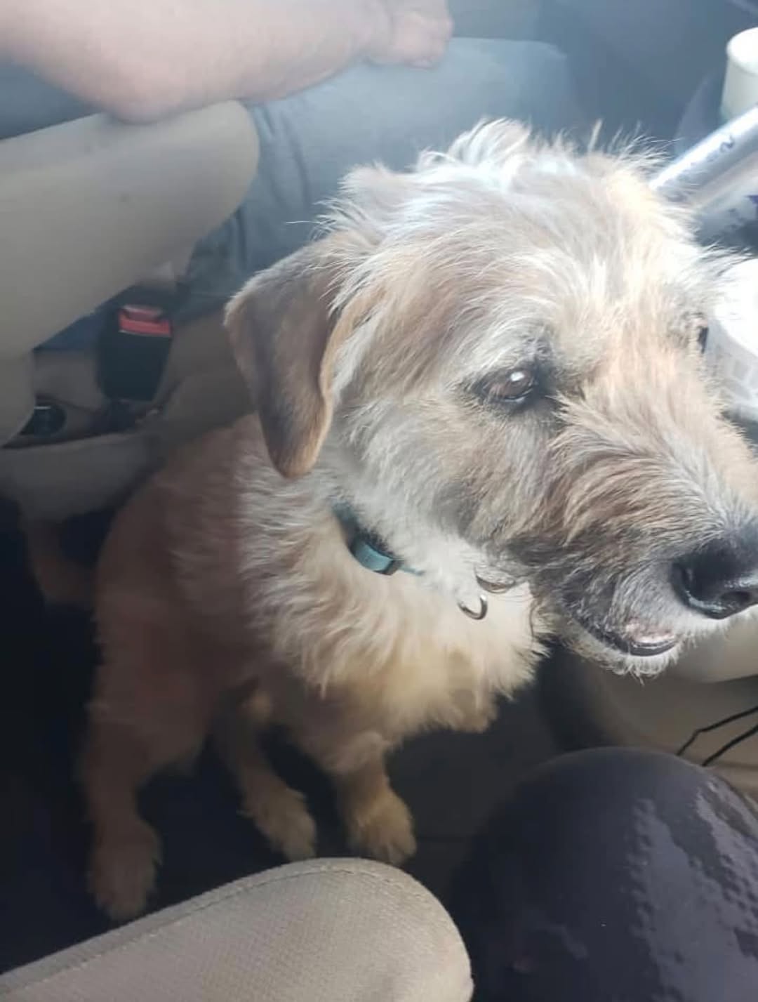 Found Dog in Tucson
