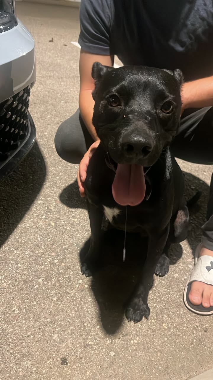 Found Dog in Tucson