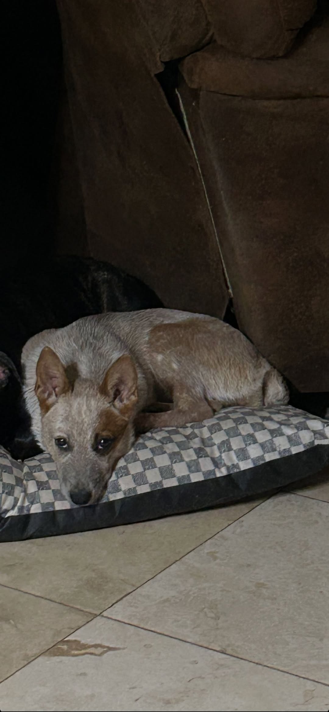 Lost Dog in Tucson