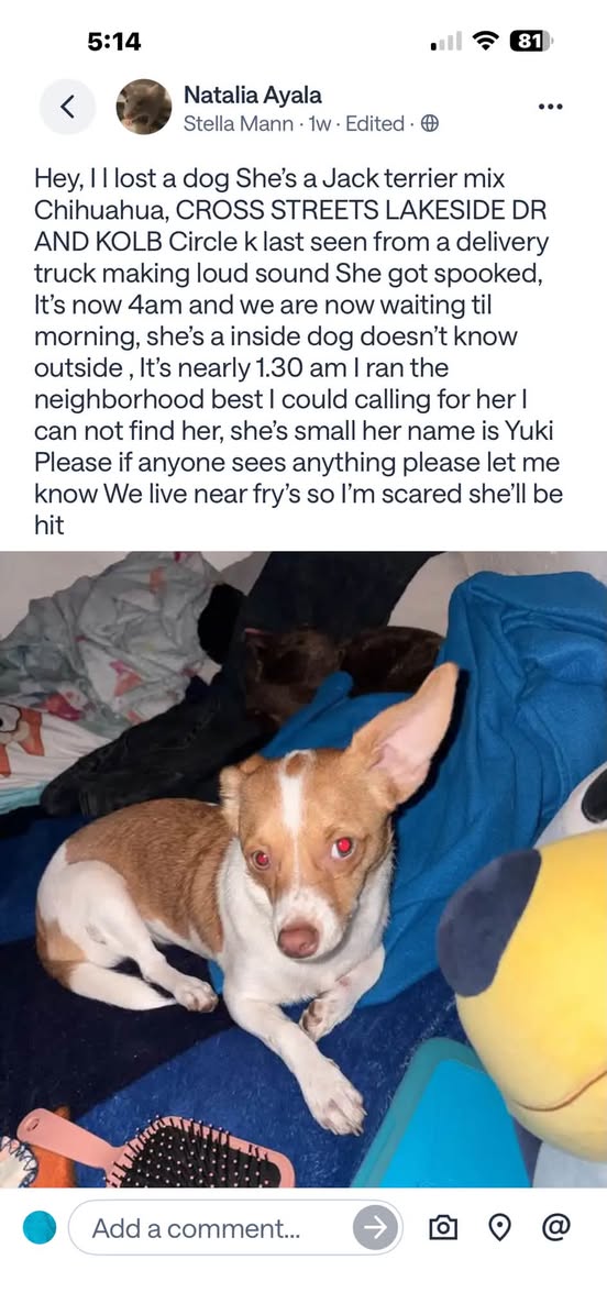 Lost Dog in Tucson