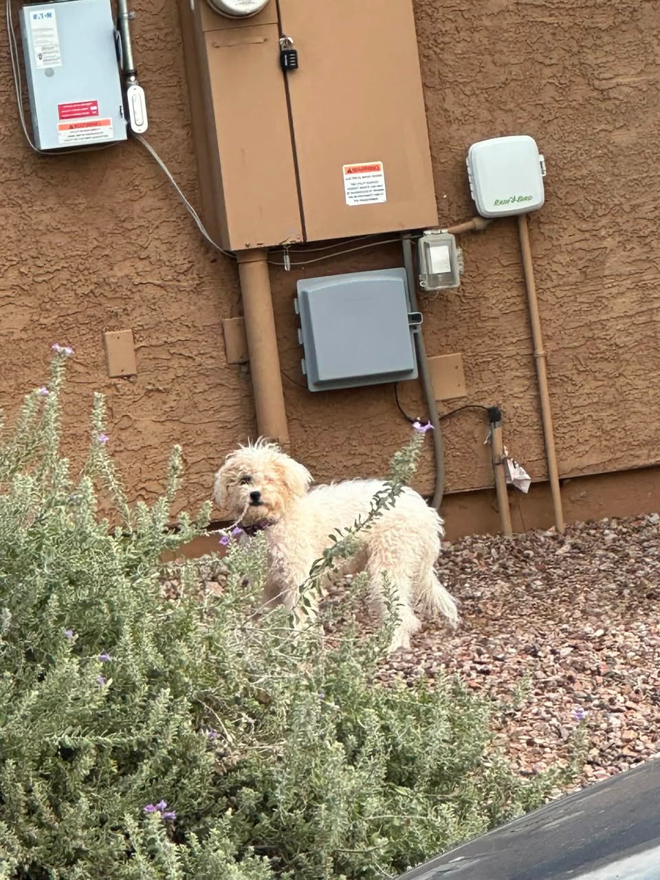 Found Dog in Tucson