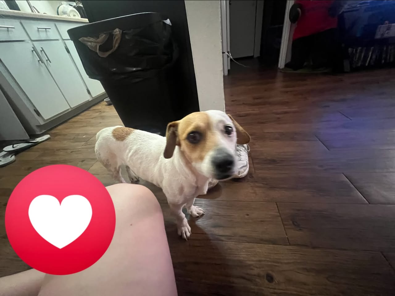 Found Dog in Oracle And Stone