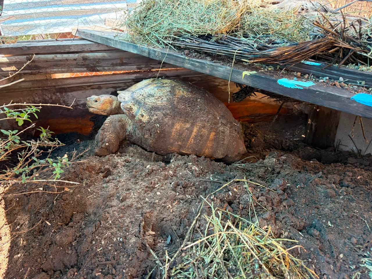 Found tortoise