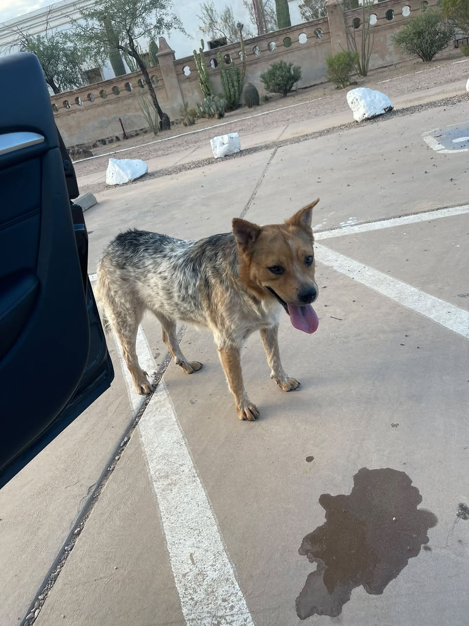 Found Dog in Tucson