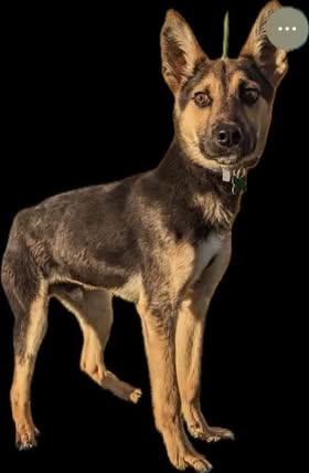 Found Dog in Country Club And Glenn