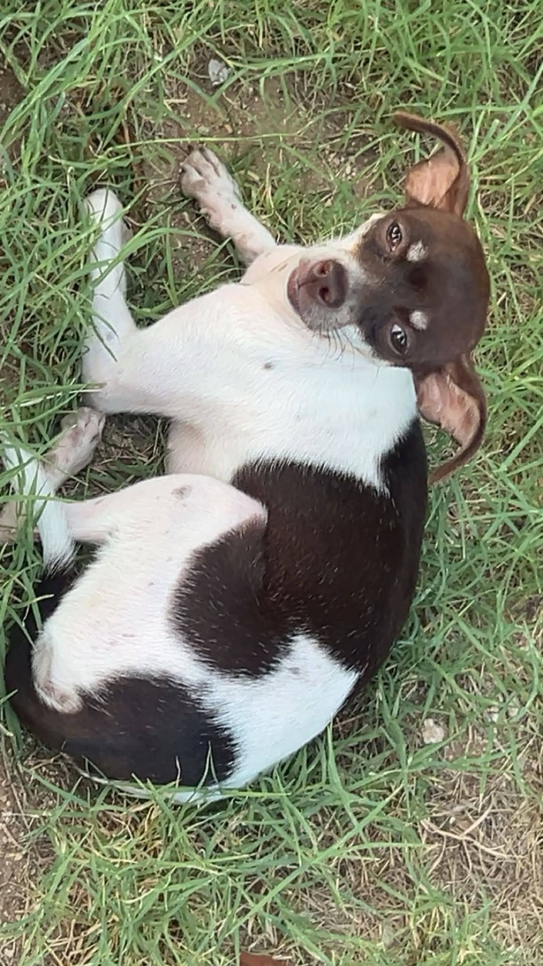 Found Dog in Tucson