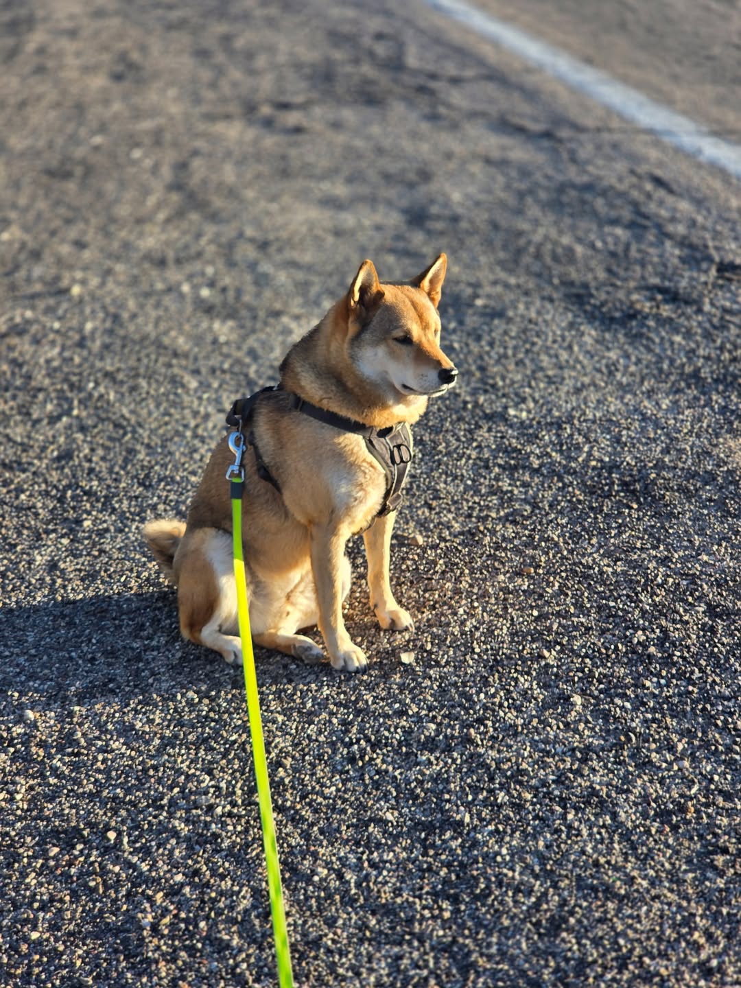 Lost Dog in Tucson