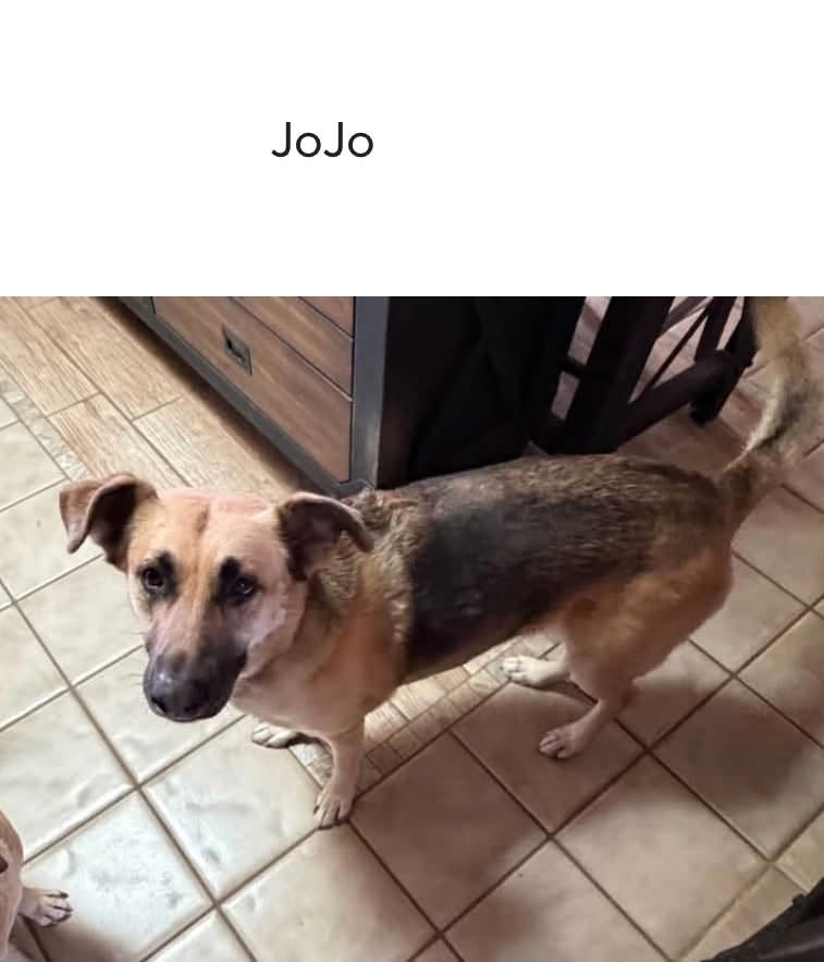 Lost Dog in La Canada & Lambert