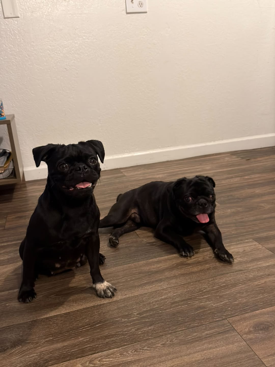Found dog