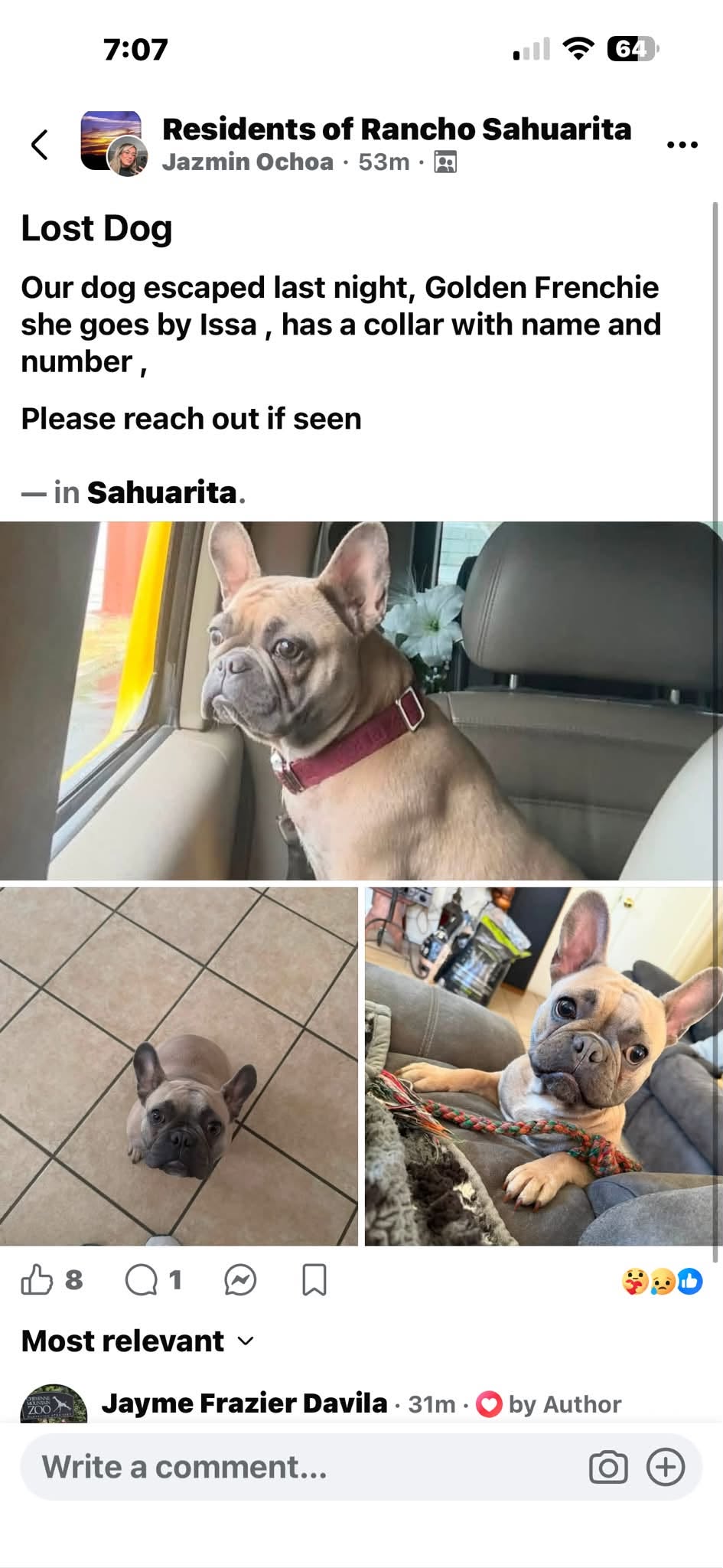 Lost Dog in Sahuarita