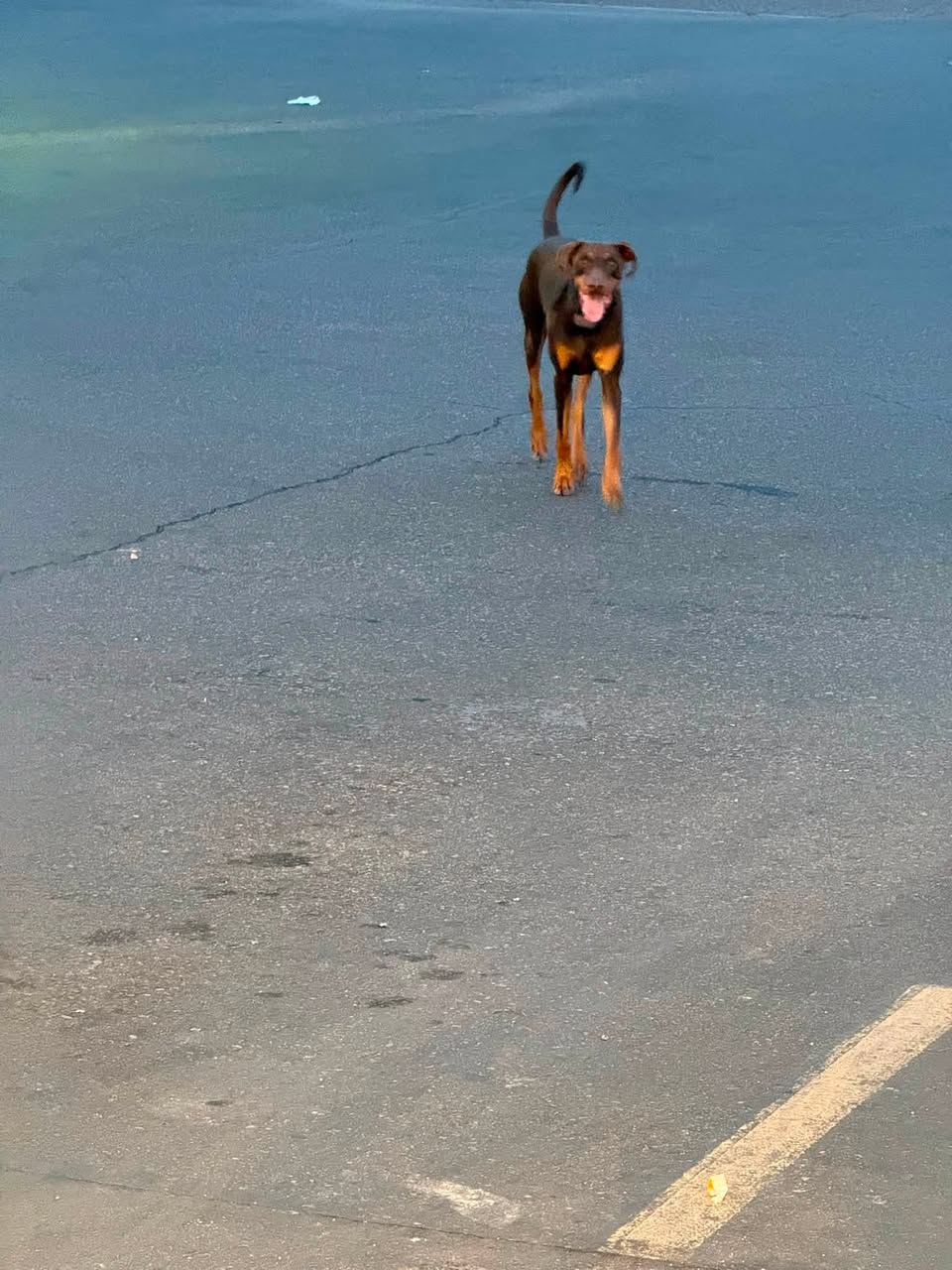 Found Dog in Tucson