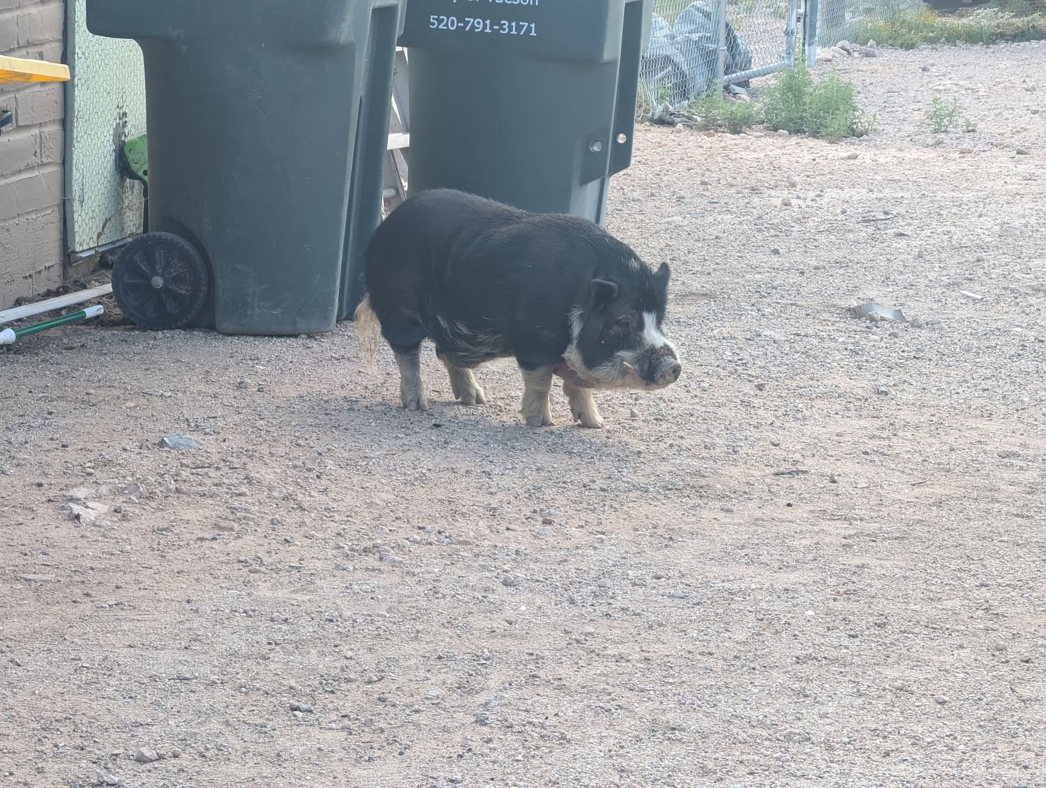 Found Pig in Tucson