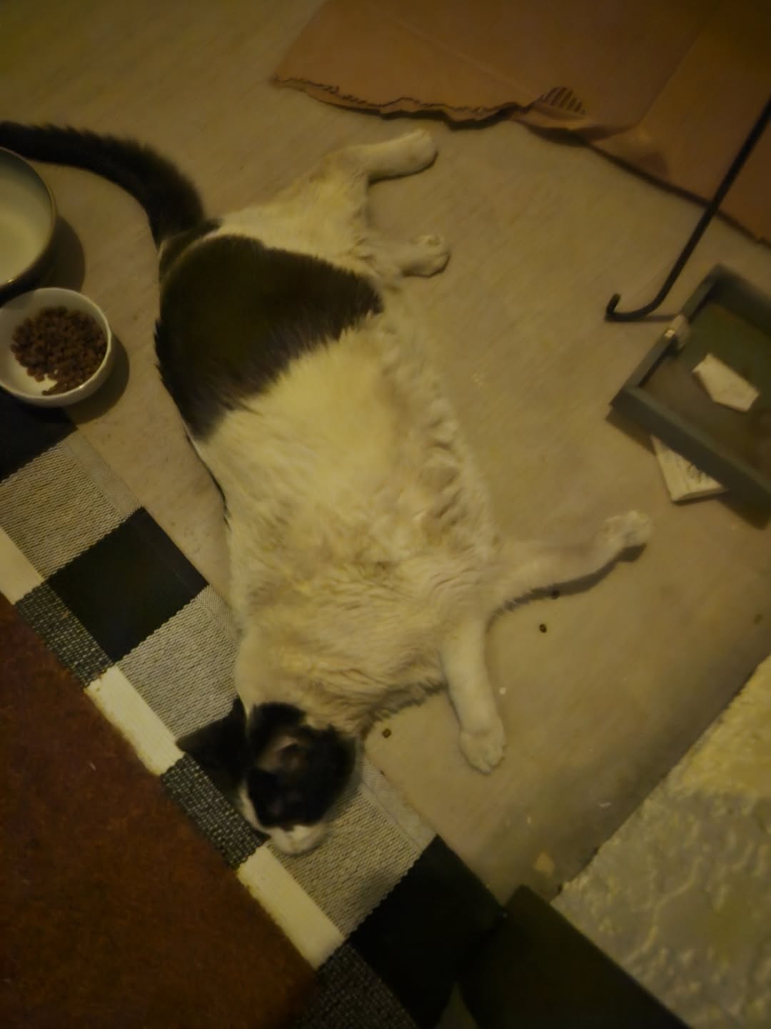 Found cat
