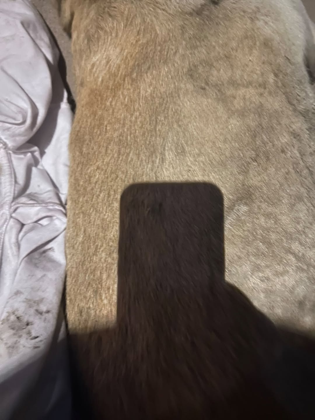 Found Dog in Tucson