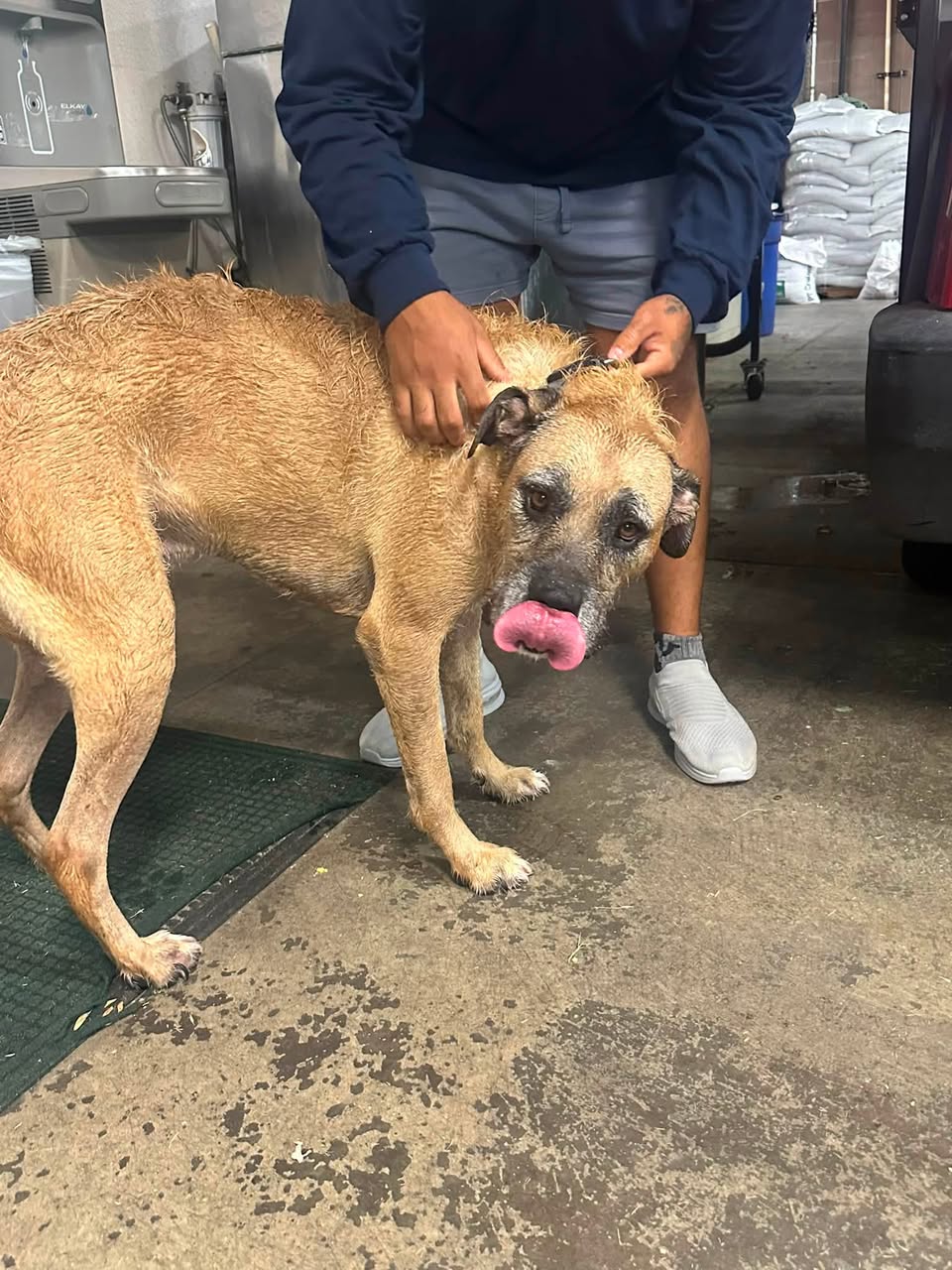Found Dog in Tucson