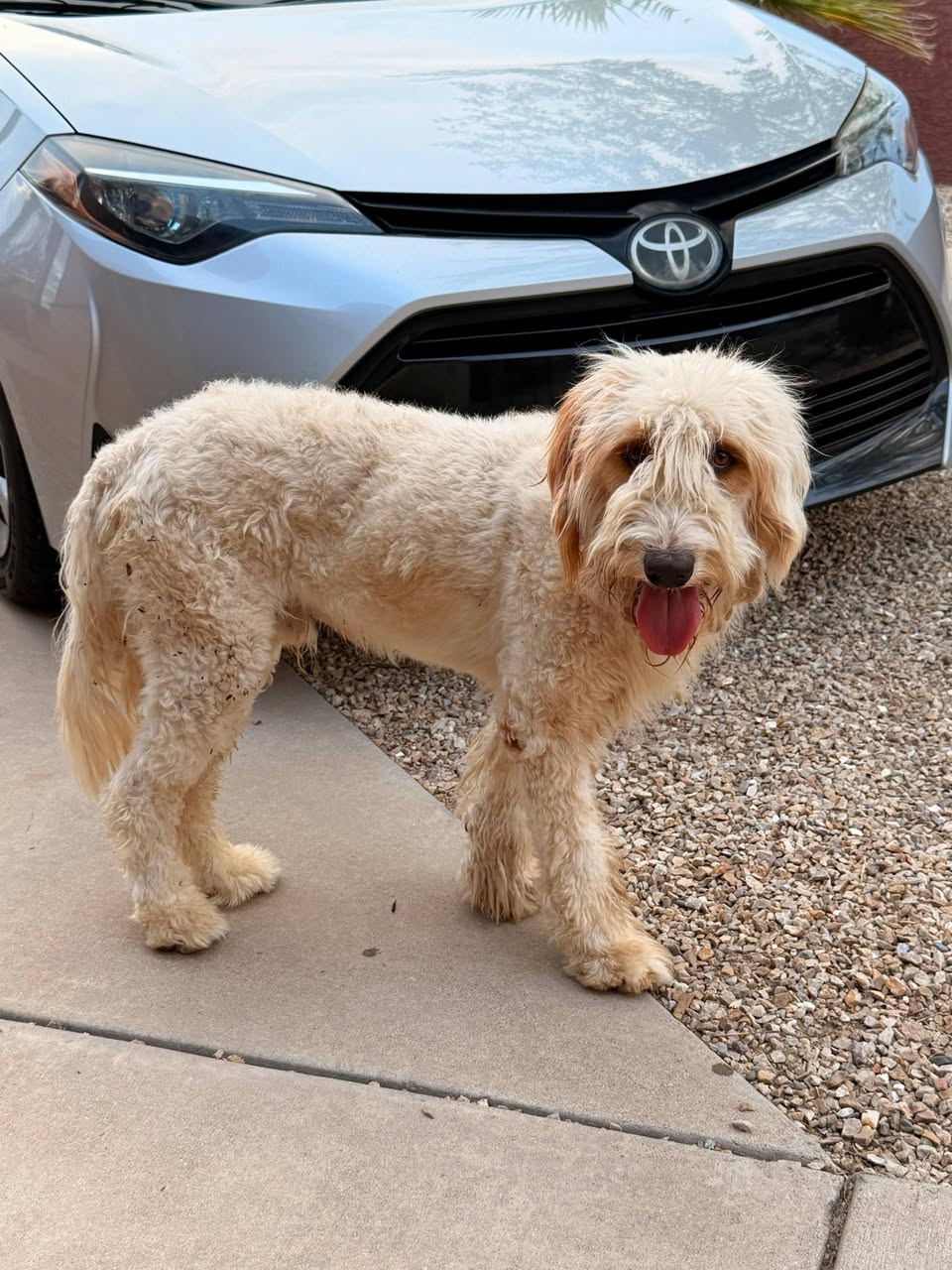 Found Dog in Tucson
