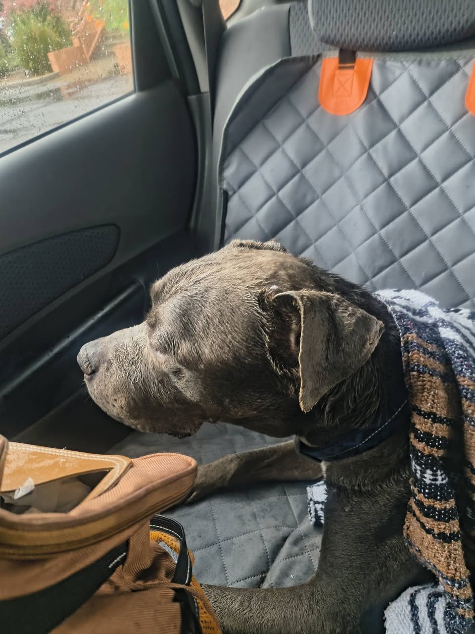 Found Dog in Ina And Camino De La Tierra
