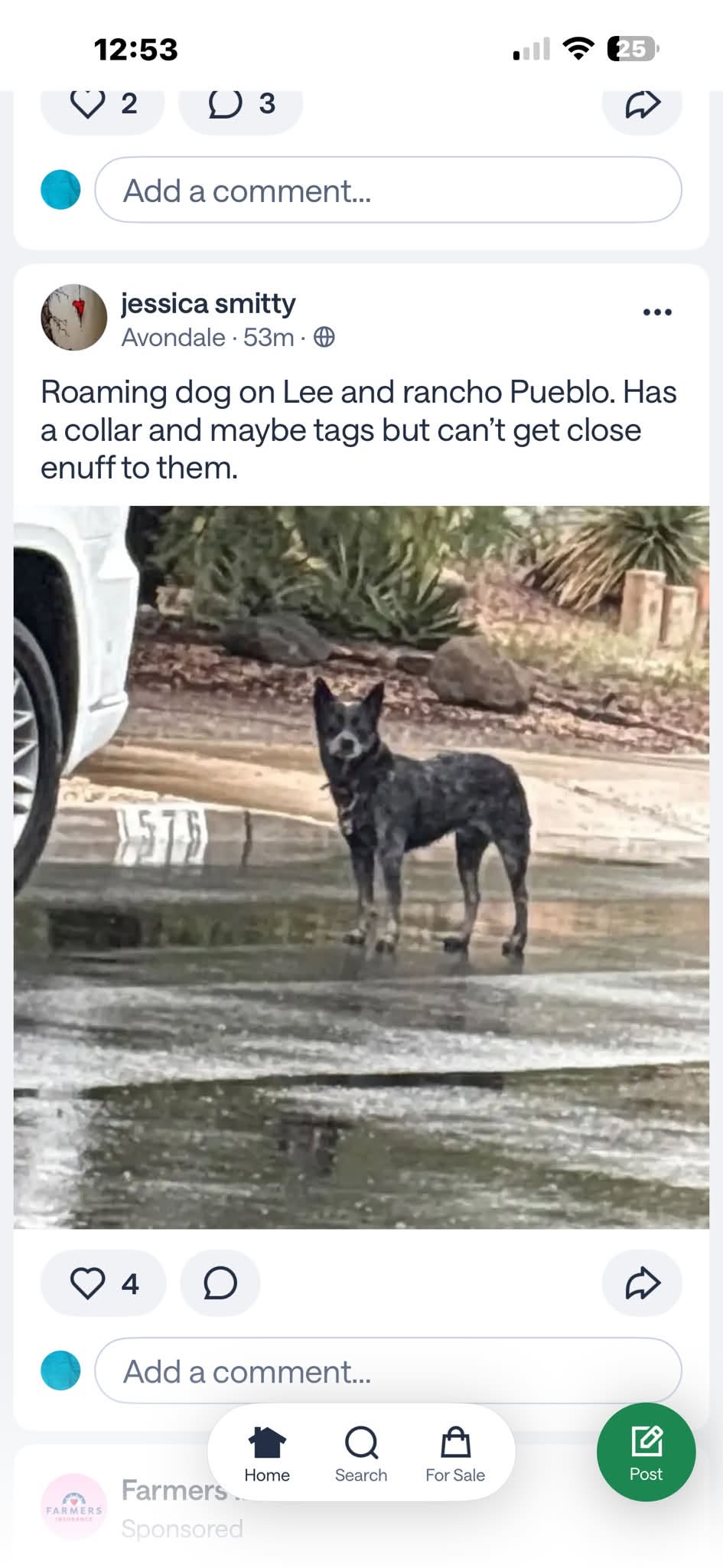 Found dog